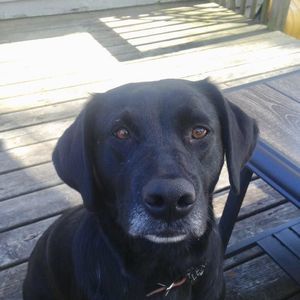 Meet your Posher, Lee